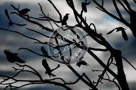 A_Murder_Of_Crows_002_KTA1012