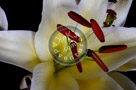 Asian_Lily_001_KTB0816