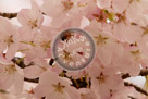 Cherry_Blossoms_006_KMT5269