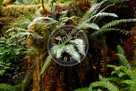 Ferns_Artistic_001
