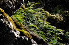 Ferns_Artistic_003_KTB0463