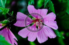 Rose_Of_Sharon_005_KTA5189