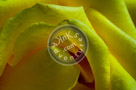 Rose_Yellow_008_KTA7989