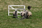 Sheepdog_006_KMT2642