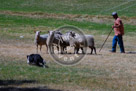 Sheepdog_008_KMT2941