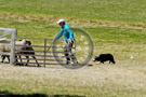 Sheepdog_016_DSC_9365
