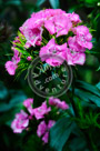 Sweet_William_003_KTA3658